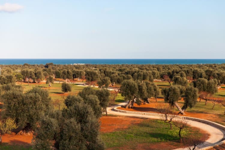 Olive trees